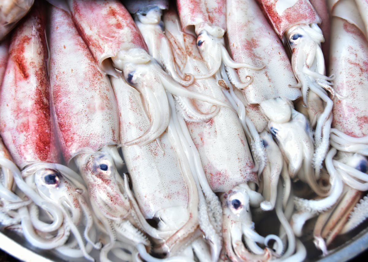 Combatting Illegal, Unregulated Squid Fisheries