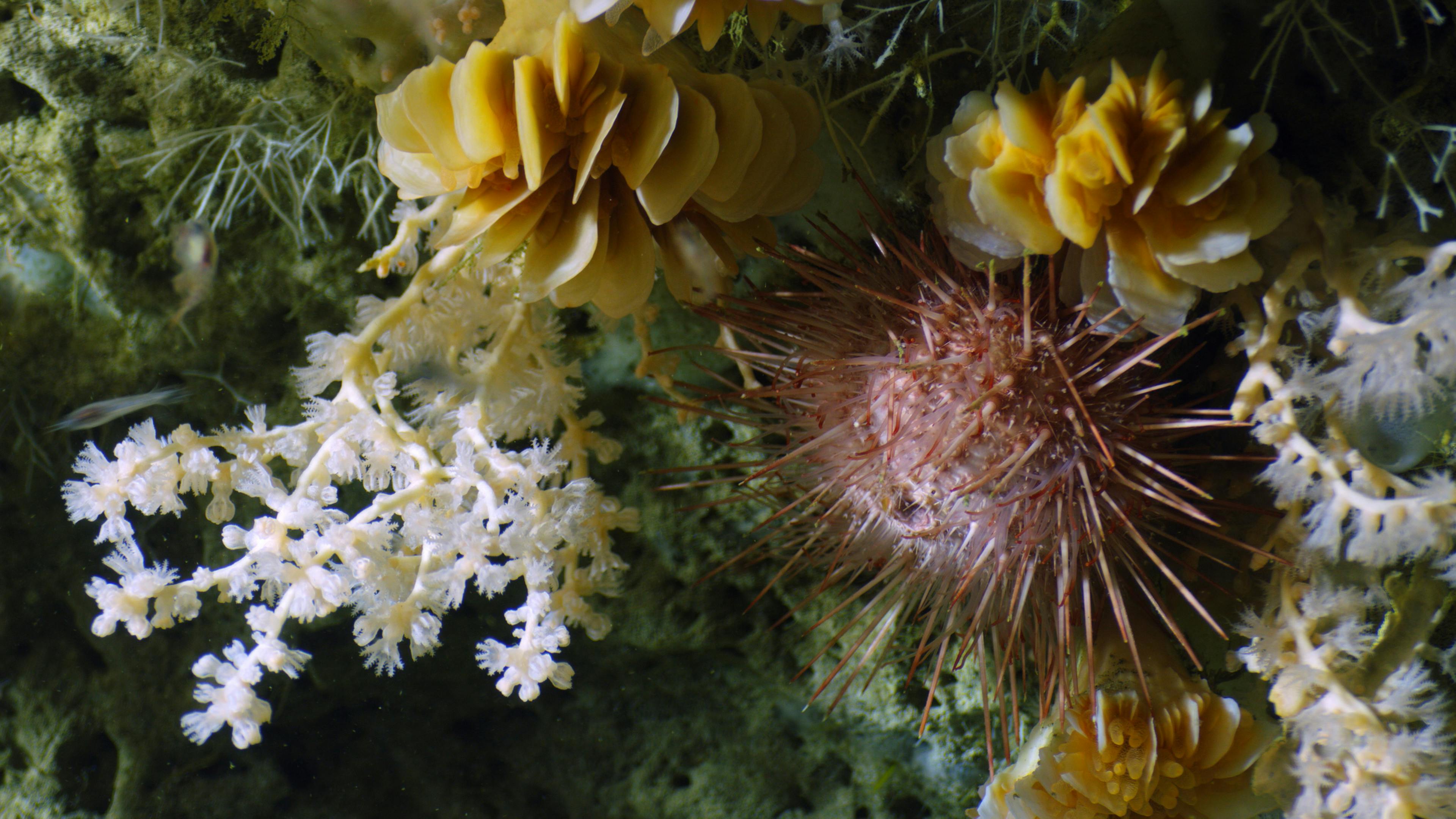 Northeast Canyons and Seamounts Marine National Monument and Antiquities Act Defense Initiative