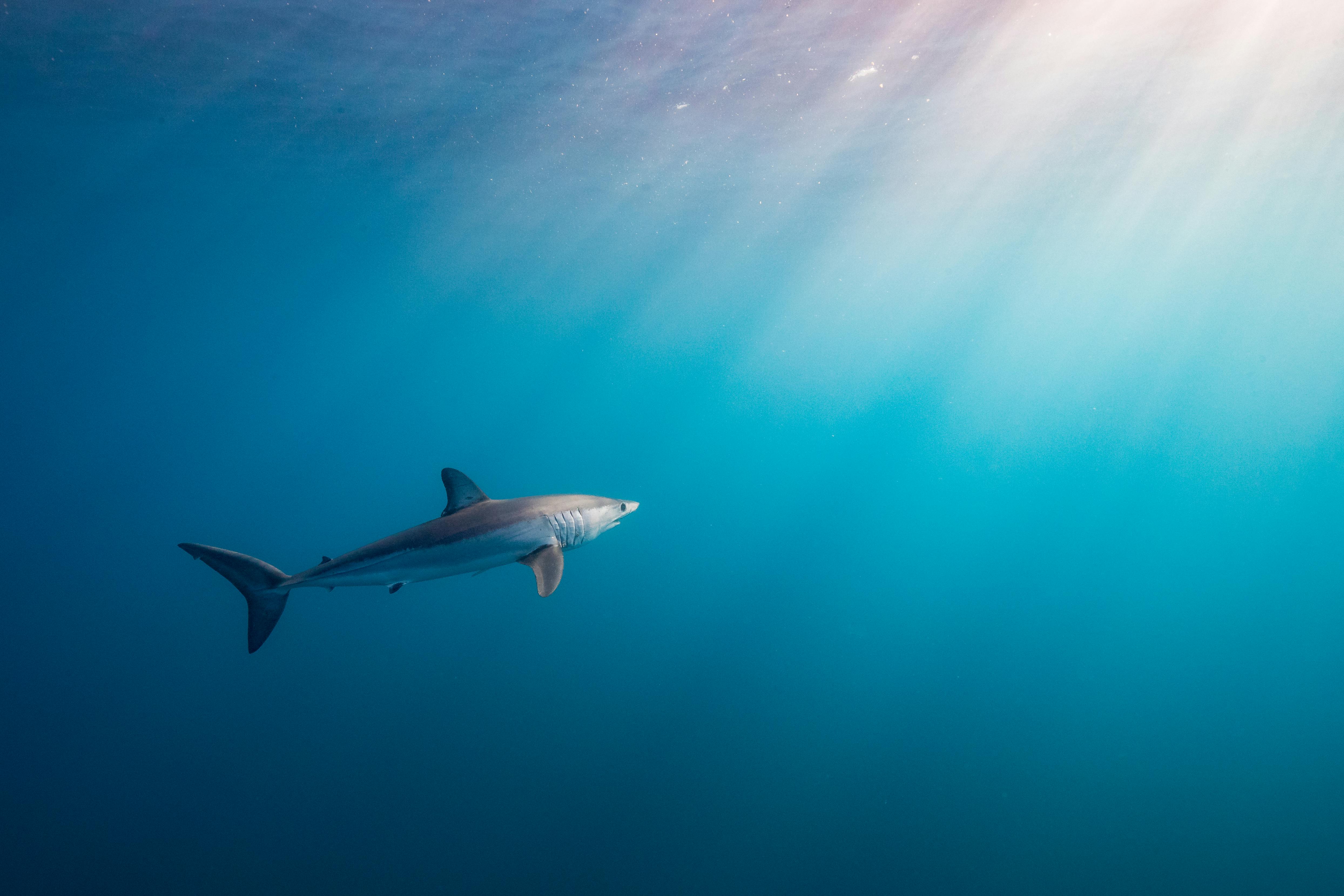 Ending the Unsustainable Shark Trade