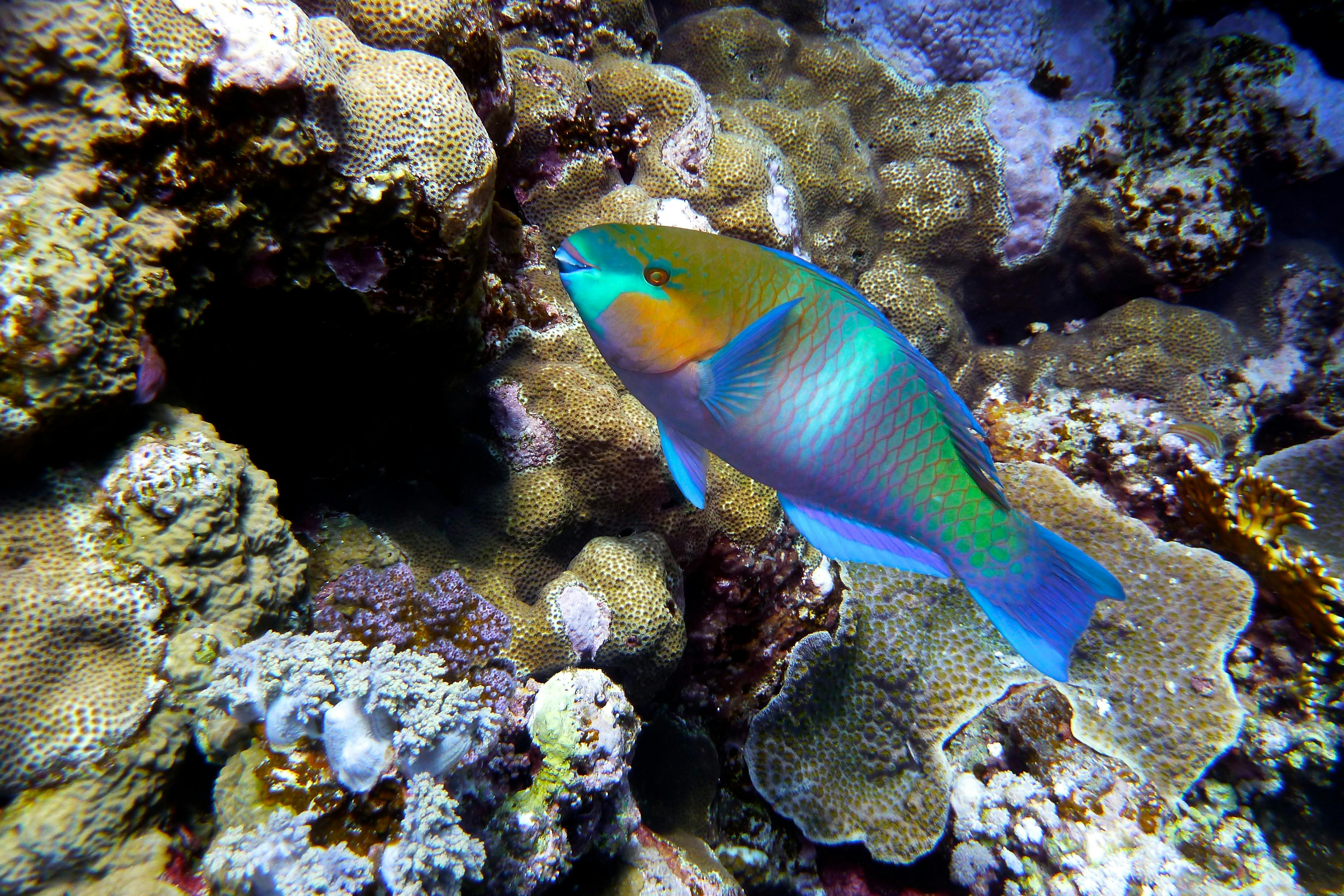 Reef Fish Conservation