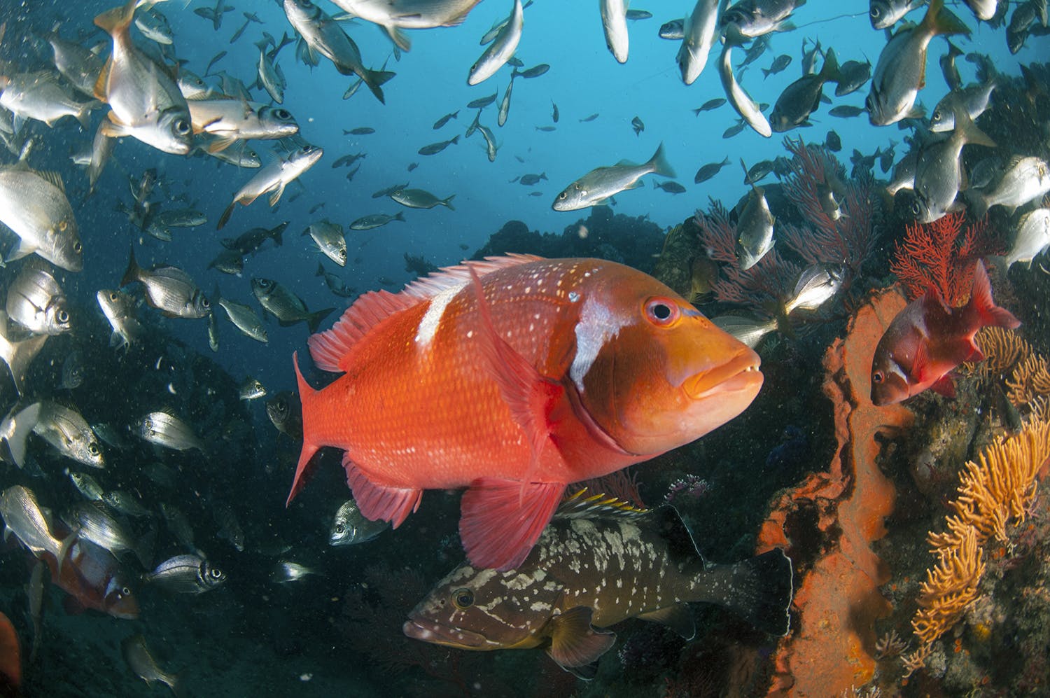  Establishing an MPA Network in South Africa