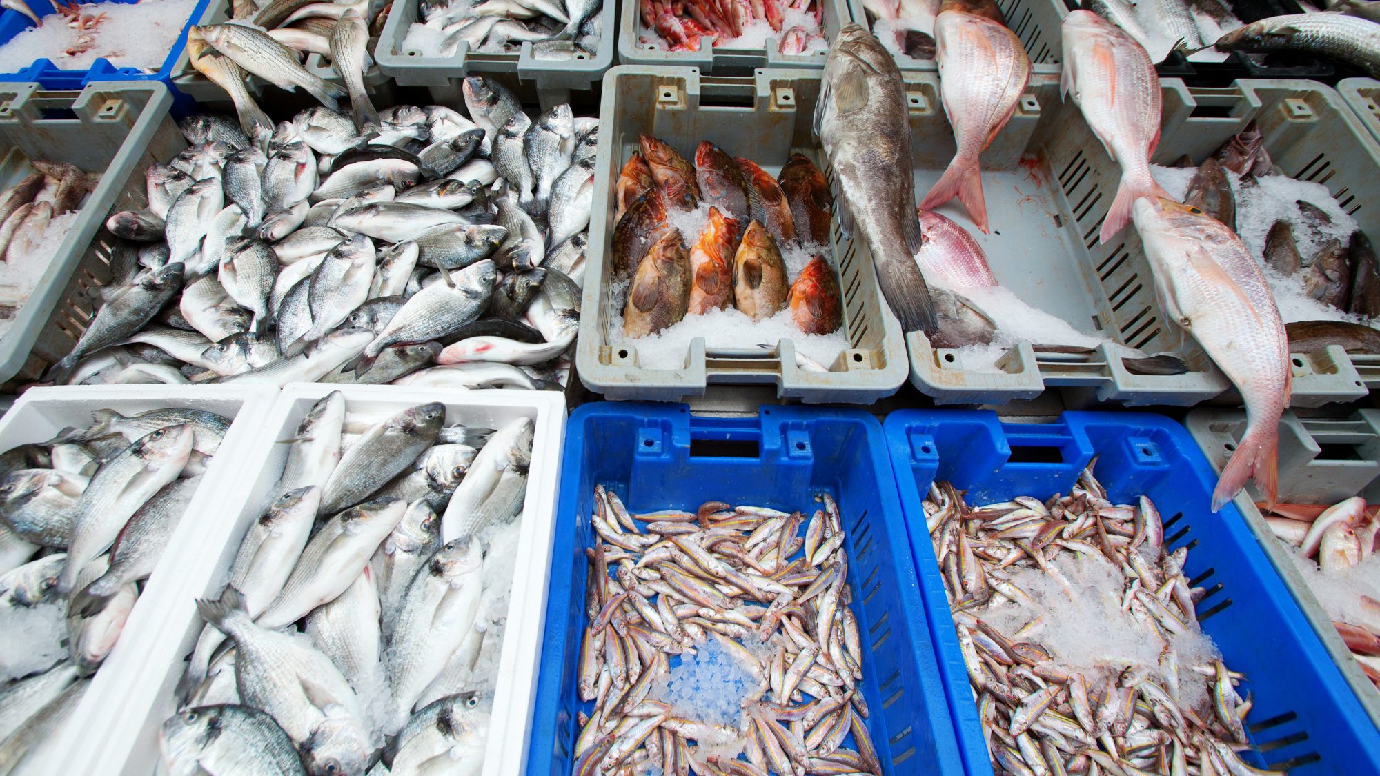 Свежая рыба купить недорого. Свежая рыба. Рыба в ассортименте. Рынок рыбной продукции. Рыбный рынок.