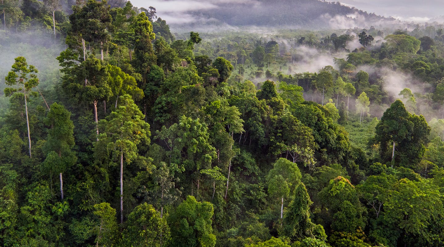 Before The Flood Deforestation Killing The Lungs Of The Planet Before The Flood Deforestation Killing The Lungs Of The Planet