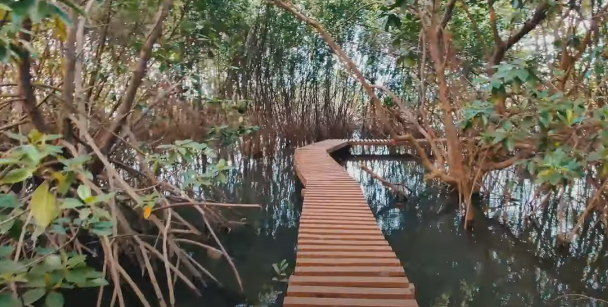 Mangroves play a predominant role in Karwar’s culture and history, aside from important sources of food and employment and protect them from climate impacts. Image credit: Courtesy of Ishita Yadav.