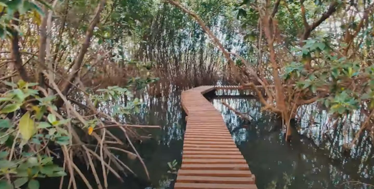 Locals of Karnataka, India spearhead efforts to save and restore mangroves