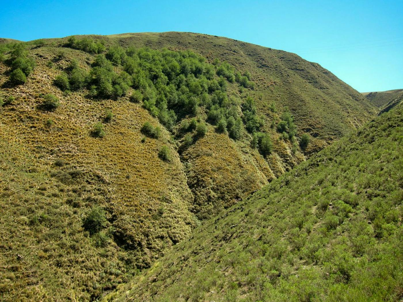 Andean Mountain Forests & Valleys (NT11)