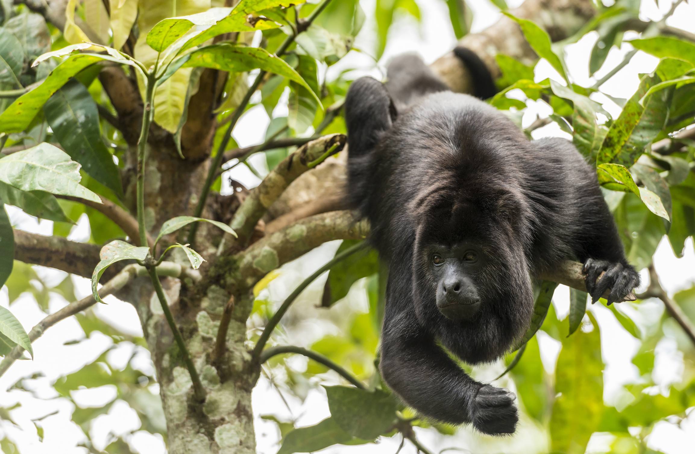 Black howler monkey swinging from trees. Photo ID 117739879 © THPStock | Dreamstime.com