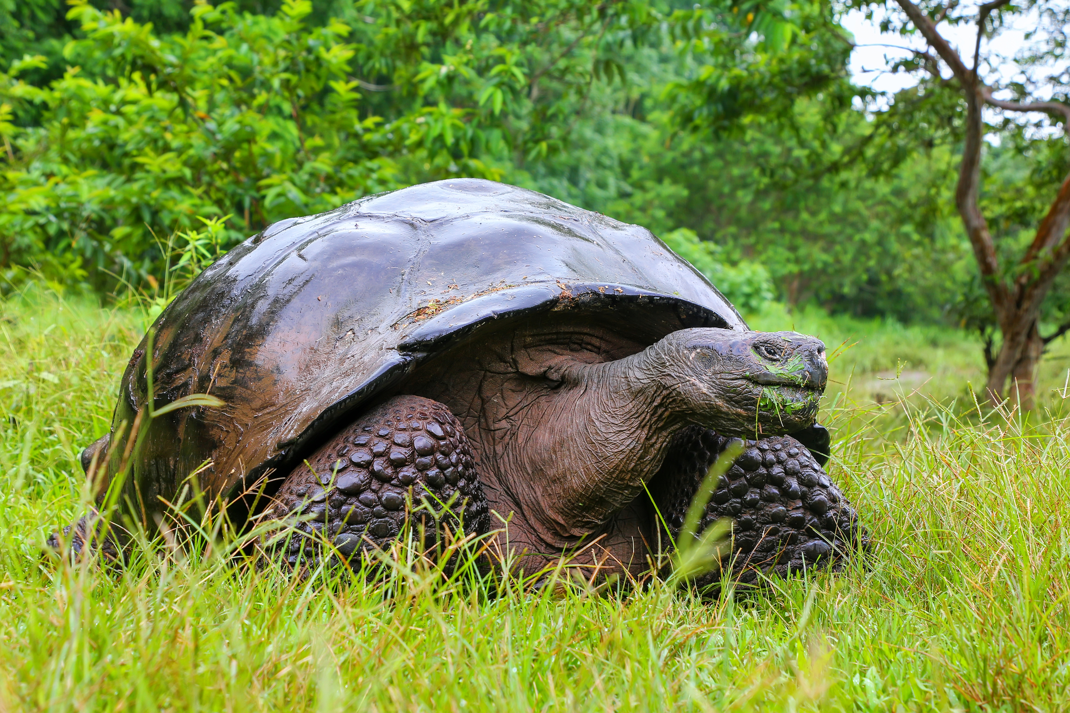 Galápagos giant tortoise on Santa Cruz Island in Galápagos National Park, Ecuador. Image Credit: © Donyanedomam, Dreamstime. Galápagos giant tortoise on Santa Cruz Island in Galápagos National Park, Ecuador. Image Credit: © Donyanedomam, Dreamstime.