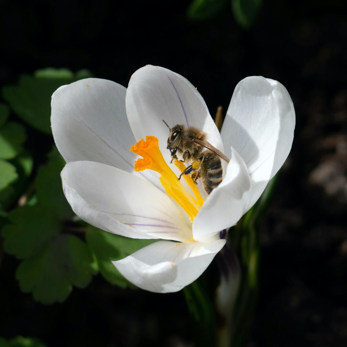Urban gardens provide an abundant food supply for crucial pollinators