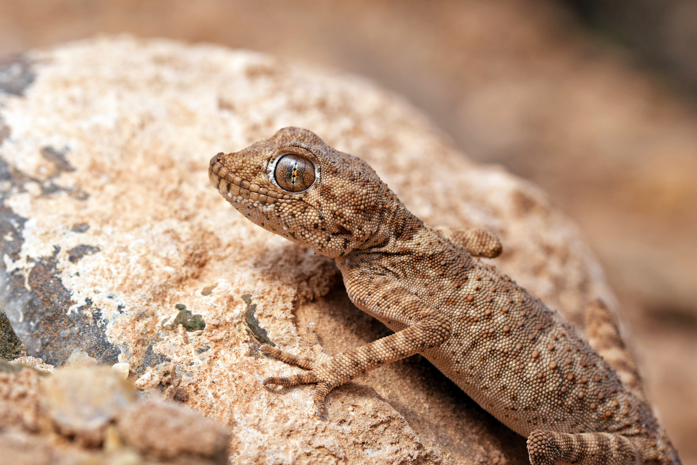 great sandy desert animals