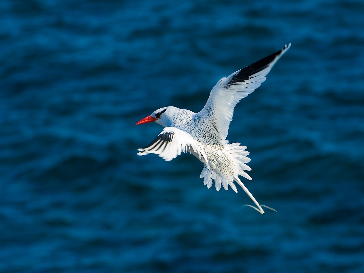 The red-billed tropicbird (Phaethon aethereus). Also known as the Boatswain Bird. South Plaza Island, Santa Cruz Island, Galapagos, Ecuador.