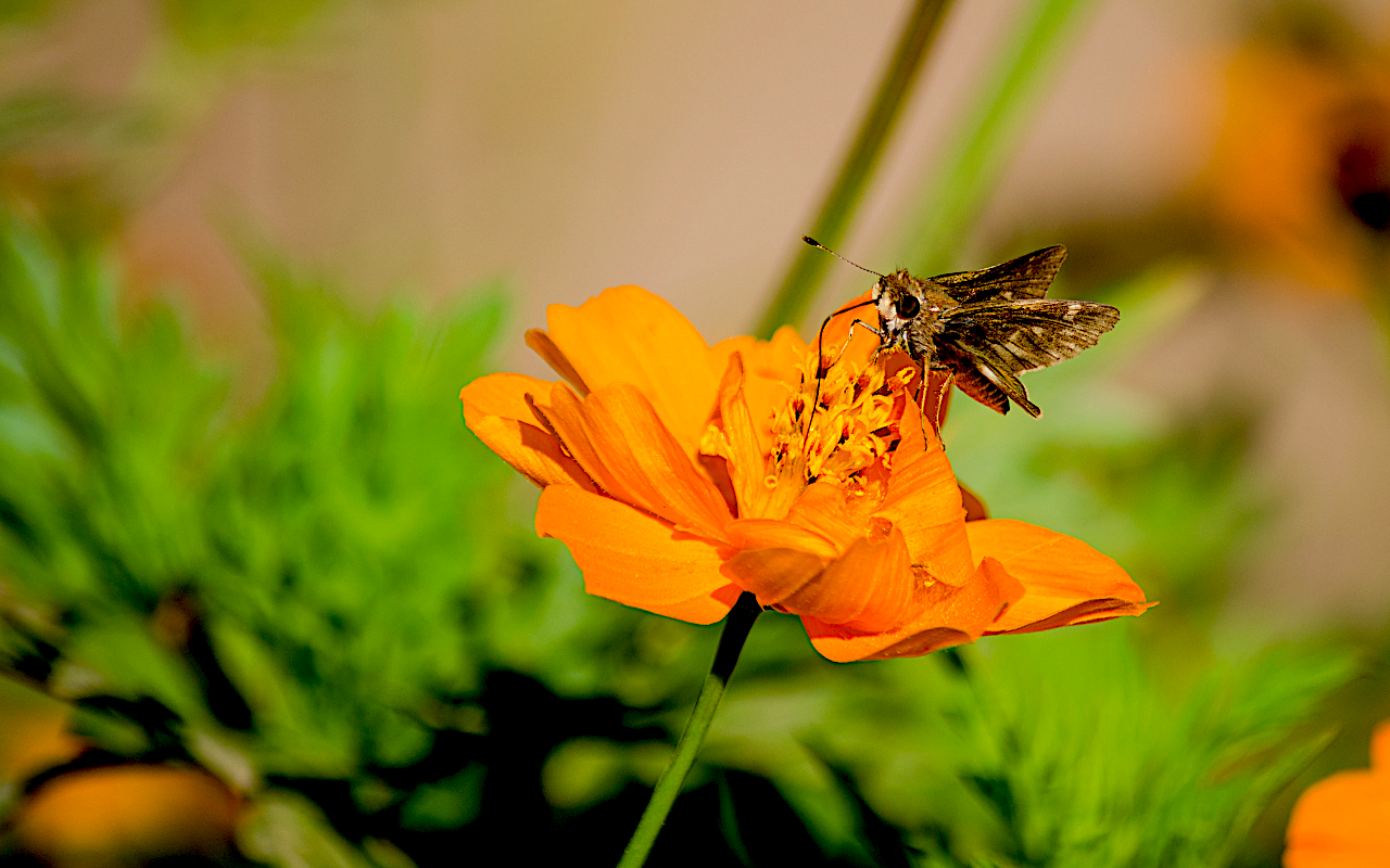 Moth on a flower collecting pollen. Image credit: Joab Souza, Creative Commons