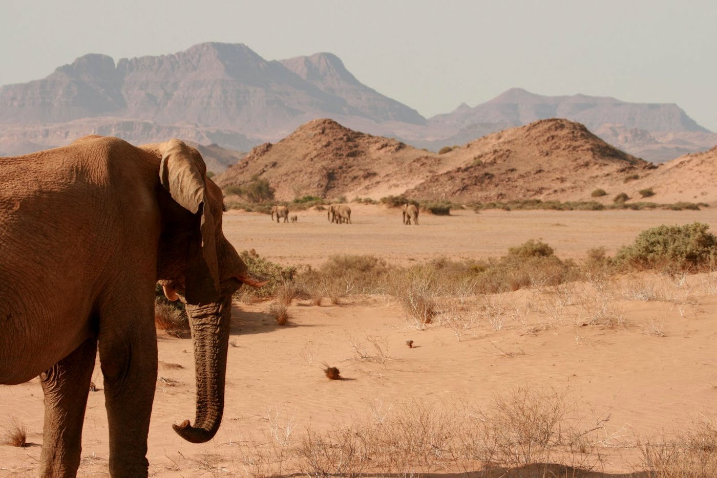 Southwest African Coastal Drylands (AT10)