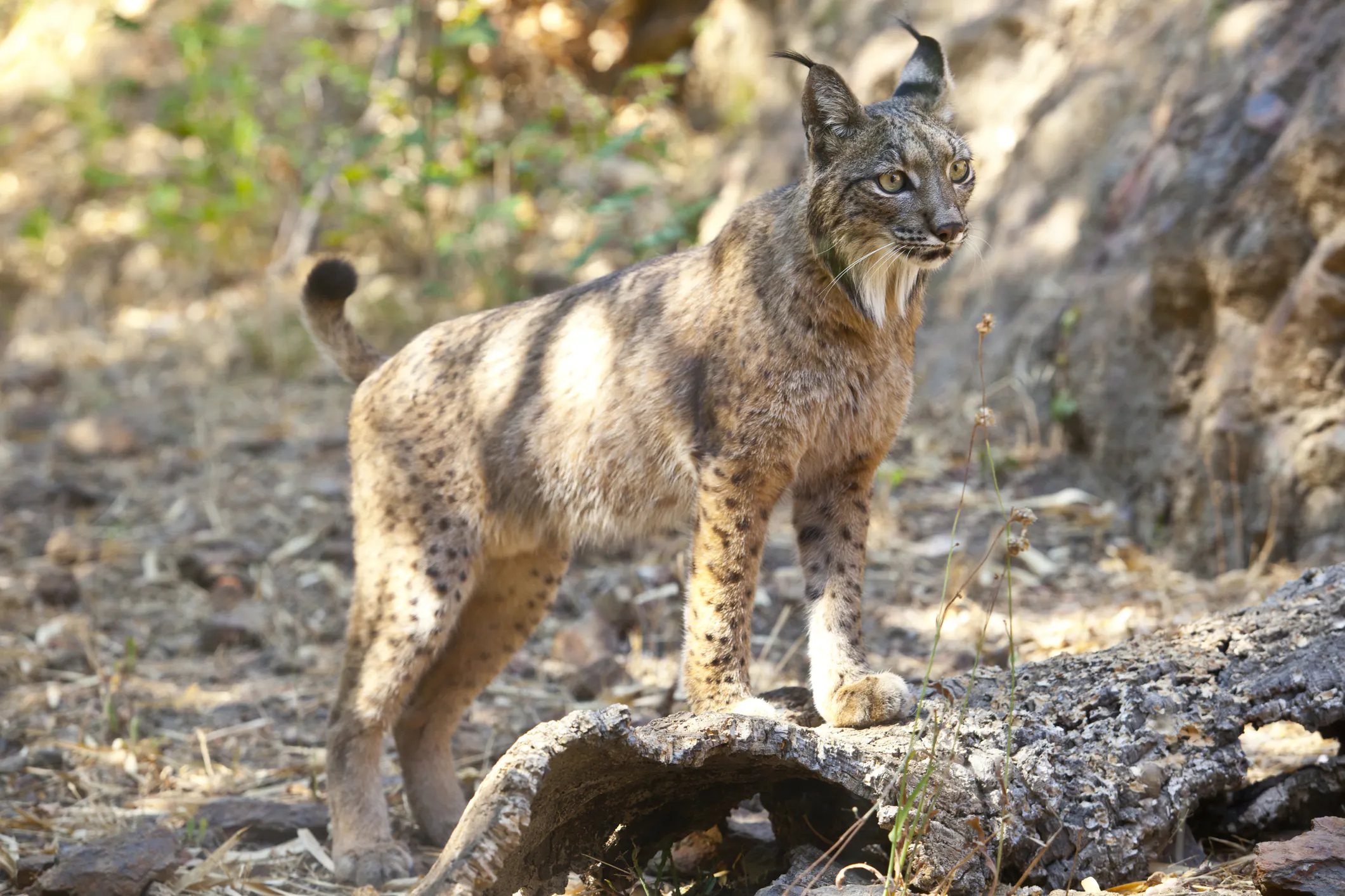 Iberian lynx in alert position. Image Credit: © Whpics, Dreamstime. Iberian lynx in alert position. Image Credit: © Whpics, Dreamstime.