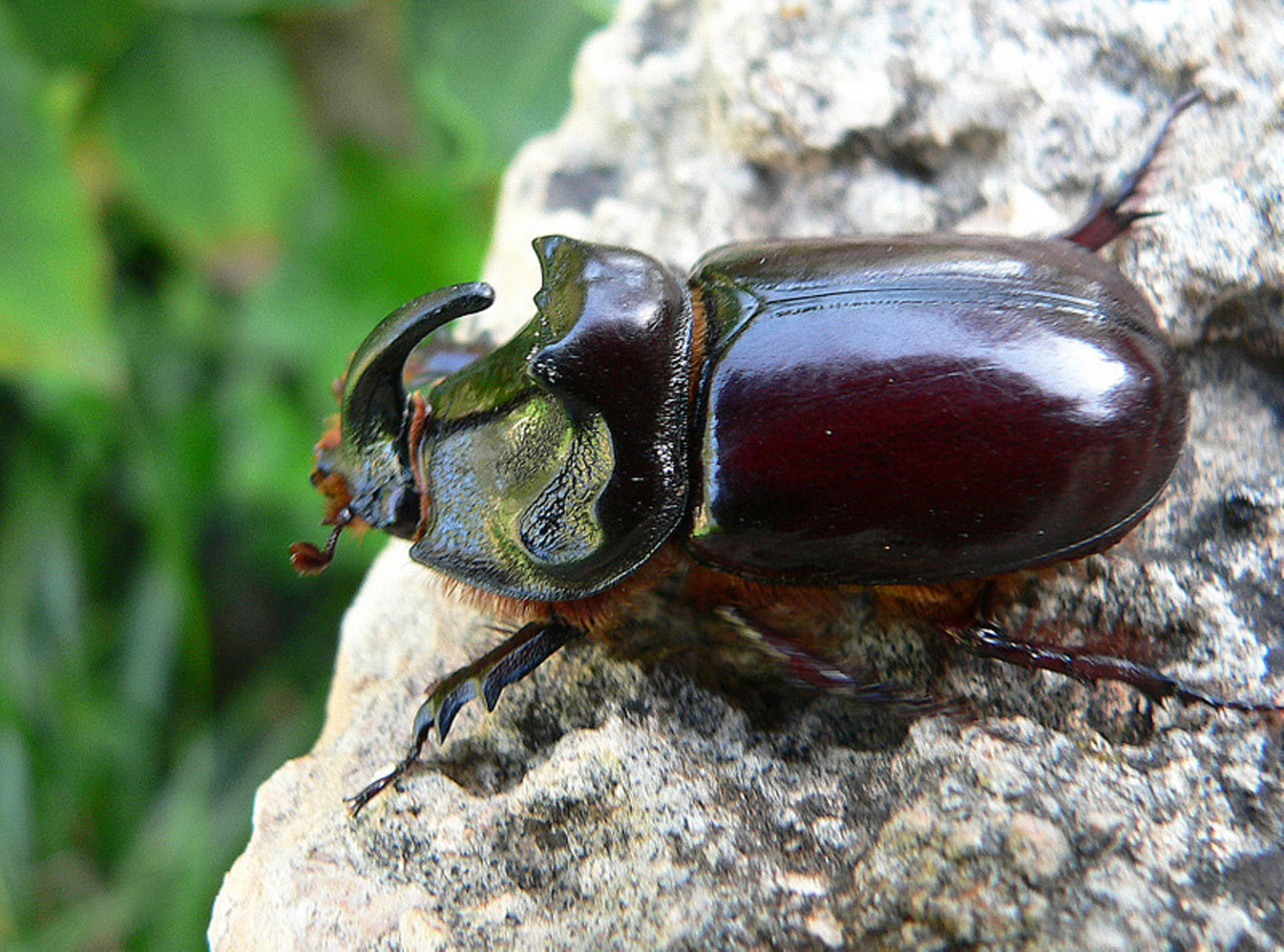 Rhinoceros Beetle Lifting