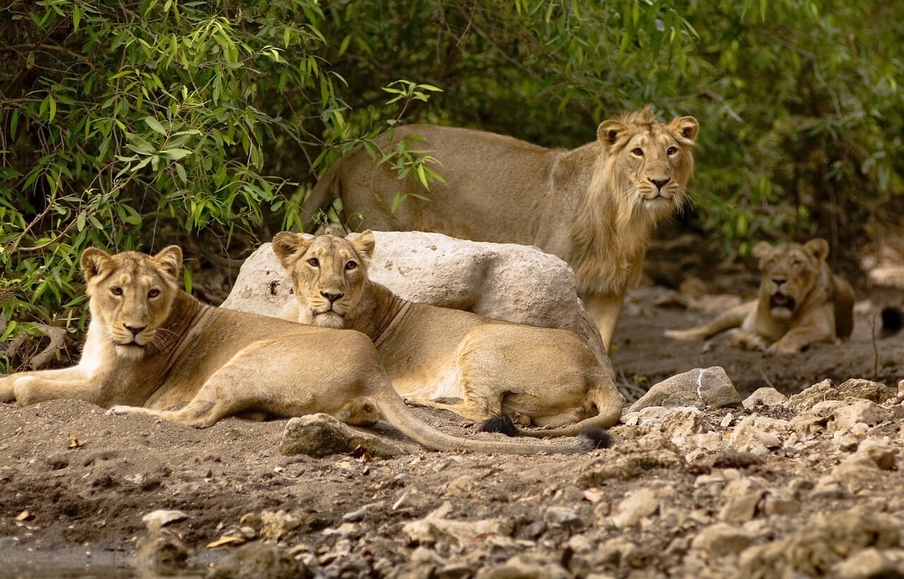 Asiatic lion family in Gir National Park in the Gujrat state of India.