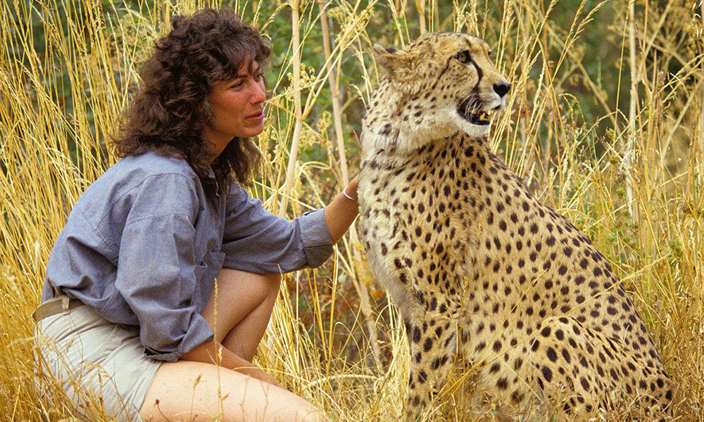 Dr. Laurie Marker with Khayam. Image Credit: Cheetah Conservation Fund.