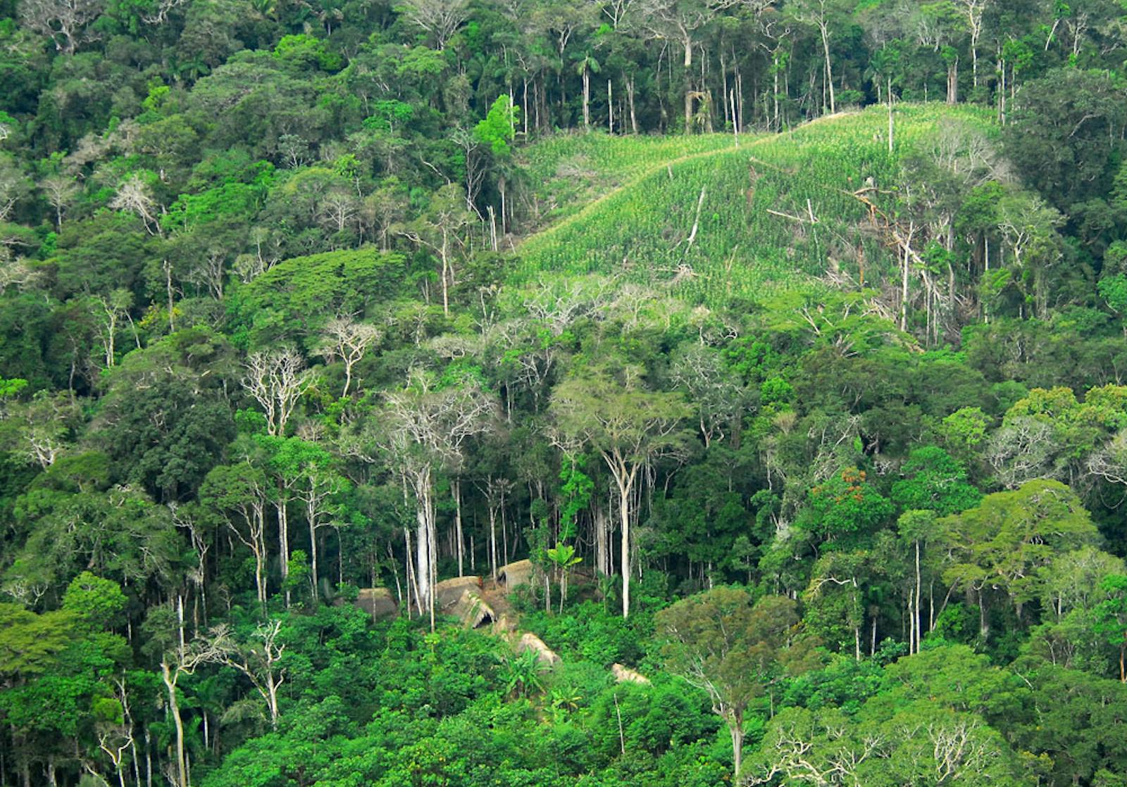 Southwest Amazon Moist Forests