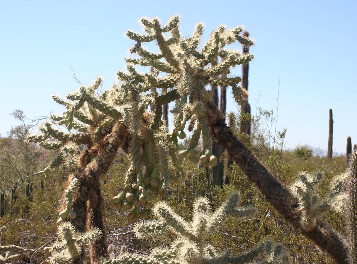 Mexican Drylands