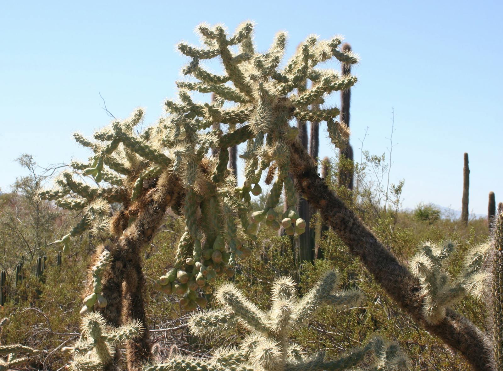 Sonoran-Sinaloan Subtropical Dry Forest