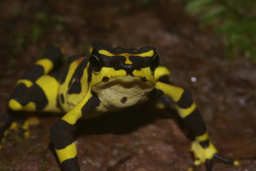 Clown frog. Image Credit: Mandi Martinez, Flickr. Clown frog. Image Credit: Mandi Martinez, Flickr.