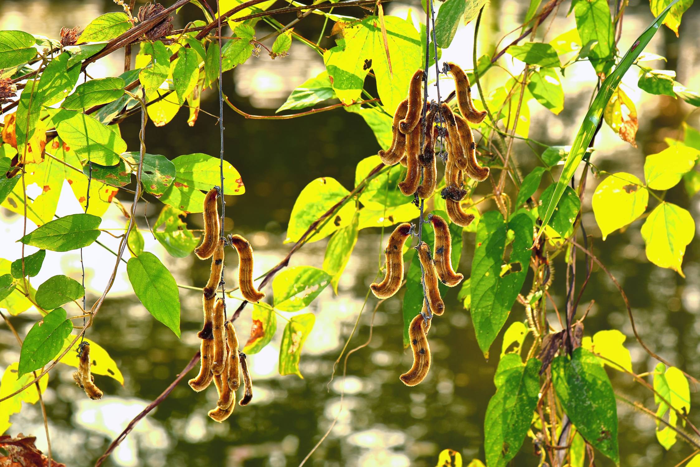 Mucuna pruriens, also called velvet beans. Photo ID 122551863 © Pitaksunti Montol | Dreamstime.com