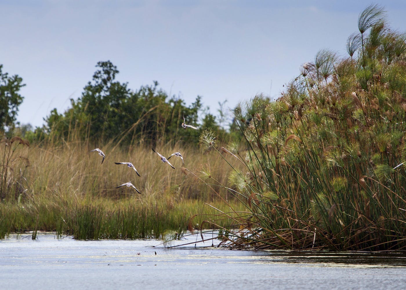 Greater African Subequatorial Savannas & Mixed Woodlands (AT11)