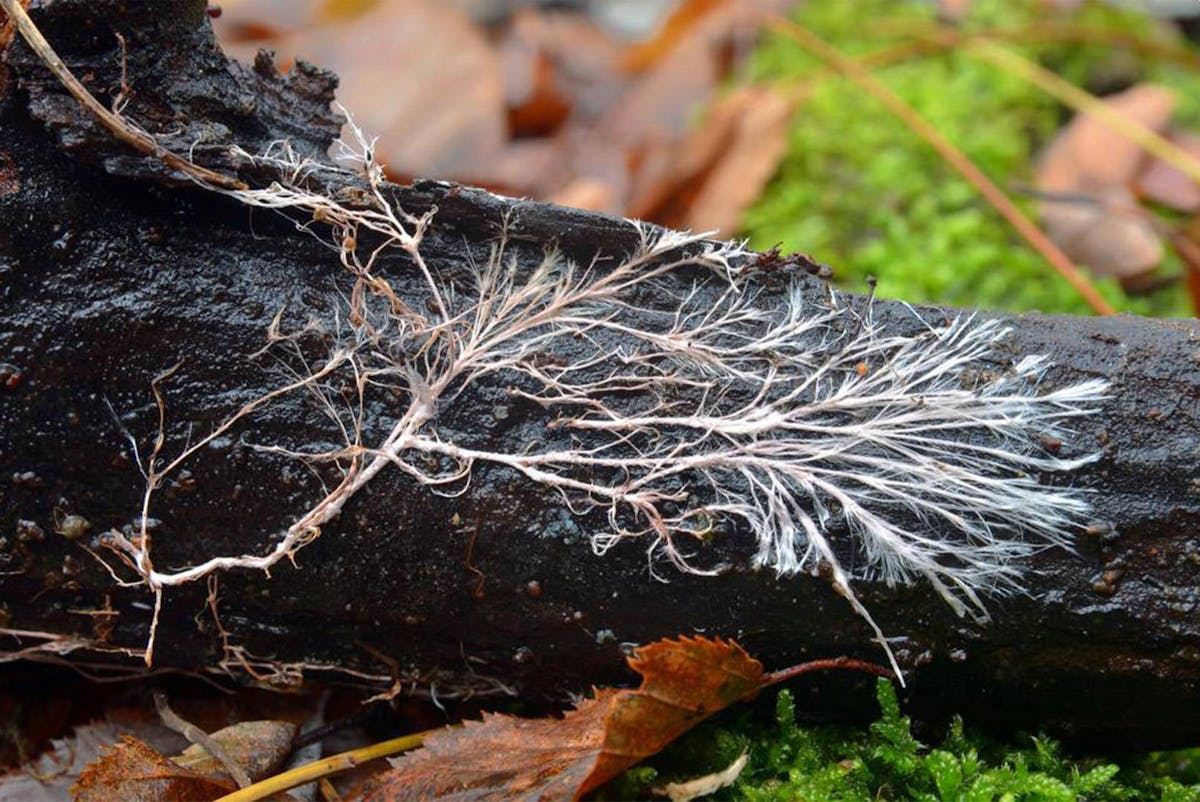 Mapping the fungi network that lives beneath the soil