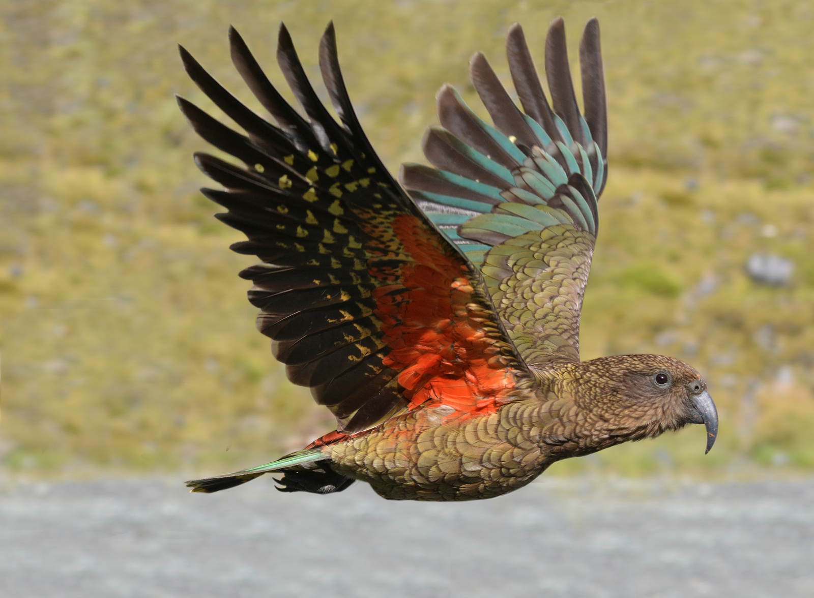 Kea parrot (Nestor notabilis) fly in motion in Fiordland, New Zealand. Image Credit: © Rafael Ben Ari | Dreamstime.com.