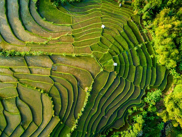 Sustainable Rice Farming