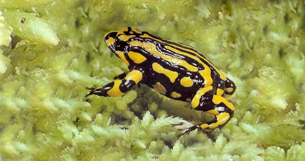 Who's black, yellow, and poisonous all over? Meet the Corroboree frog