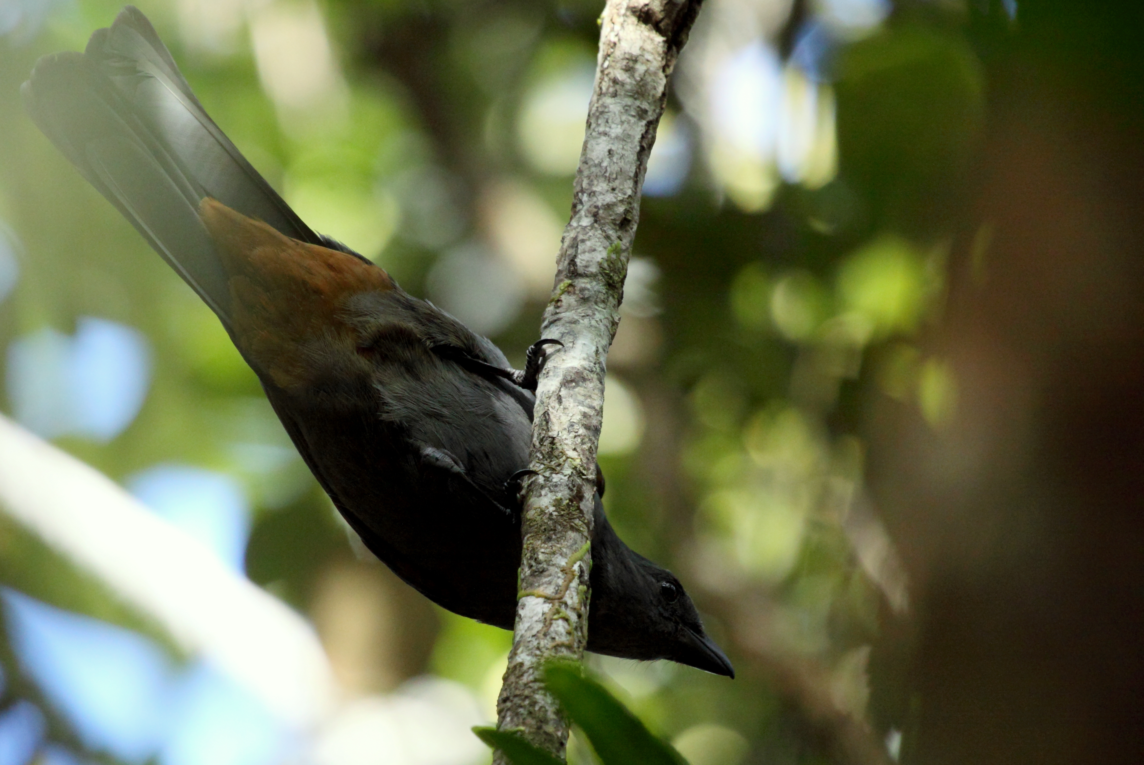 New Caledonia Cuckoo-Shrike. Image credit: Wikipedia, Richard Fuller (CC by 3.0)