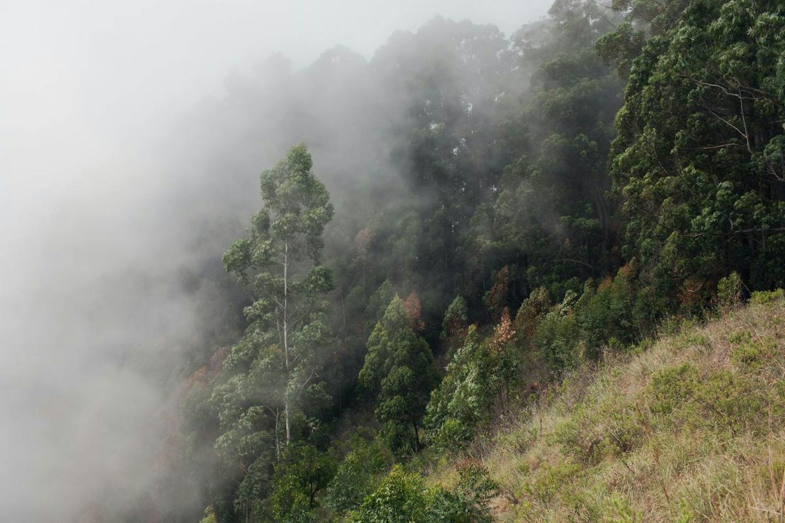 Sri Lanka Montane Rainforests