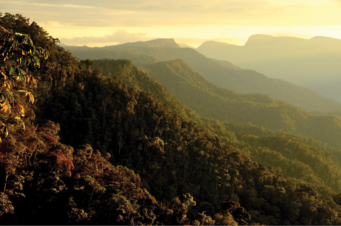 Western Amazonian Forests & Plains (NT18)