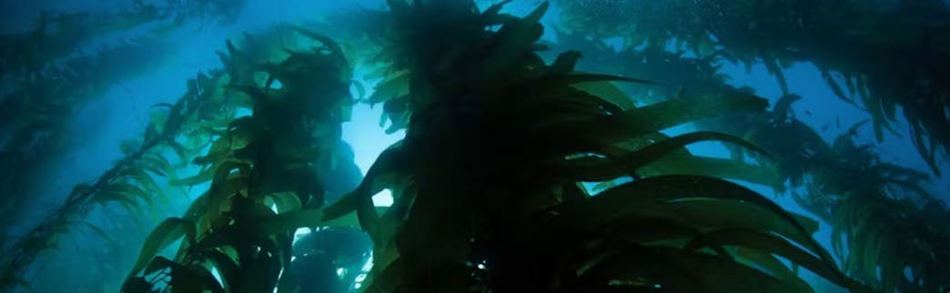 Ocean Conservation