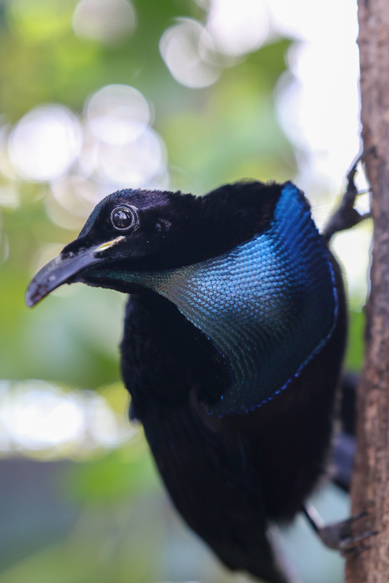 Superb Bird Of Paradise Mating Dance