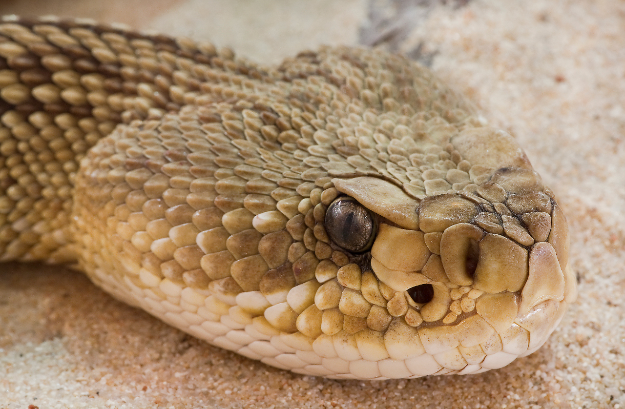 mexican west coast rattlesnake (Crotalus basiliscus)