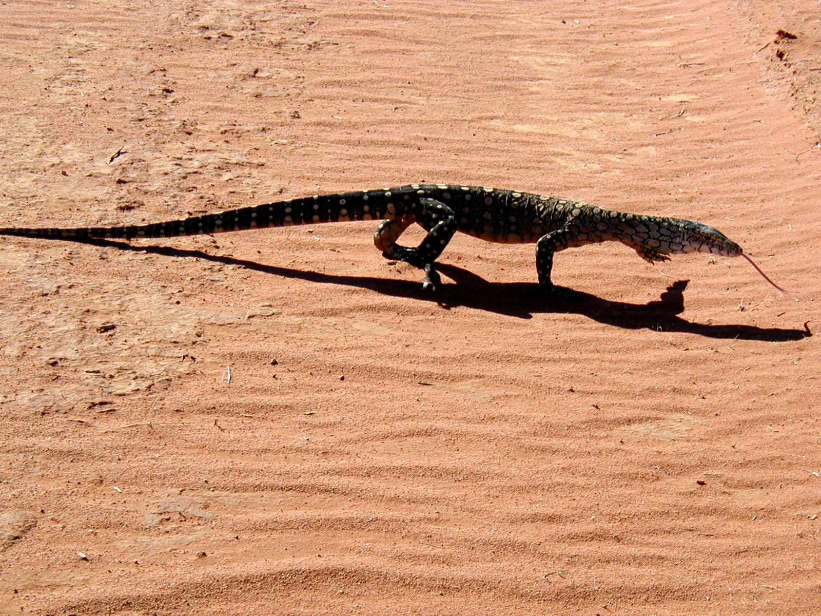 tourism in the great victoria desert