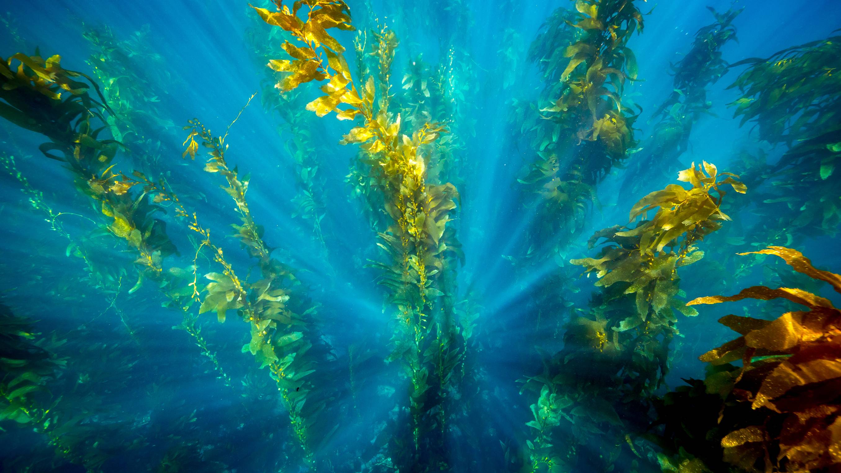 Underwater image of kelp off the shores of Catalina. Photo | Shutterstock_610509038