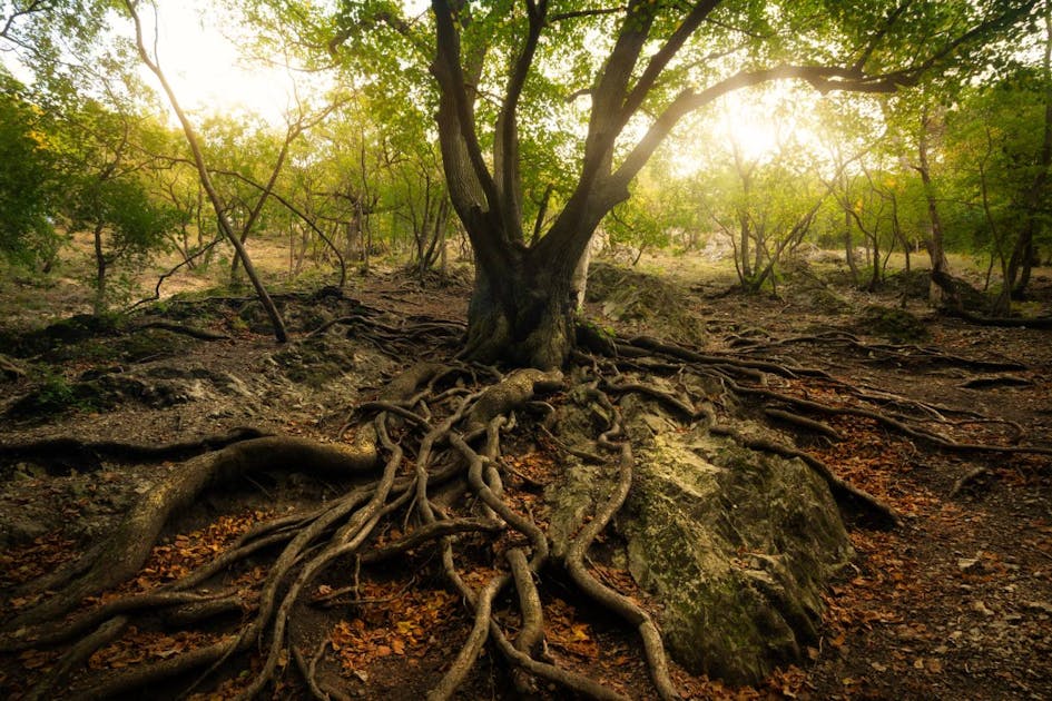 Welcome to the Wood Wide Web | One Earth