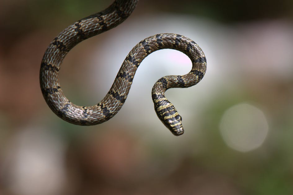 Six shocking facts about snakes you probably didn't know | One Earth