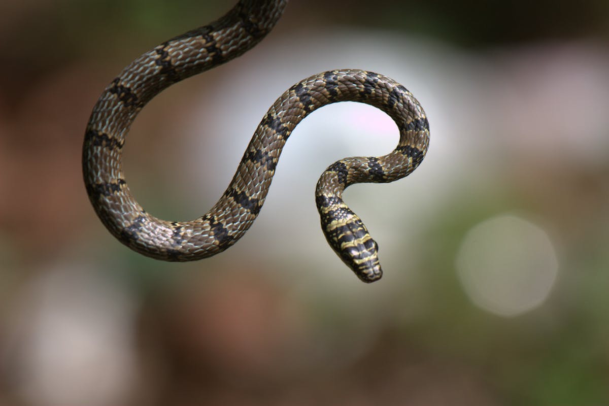 Six shocking facts about snakes you probably didn’t know