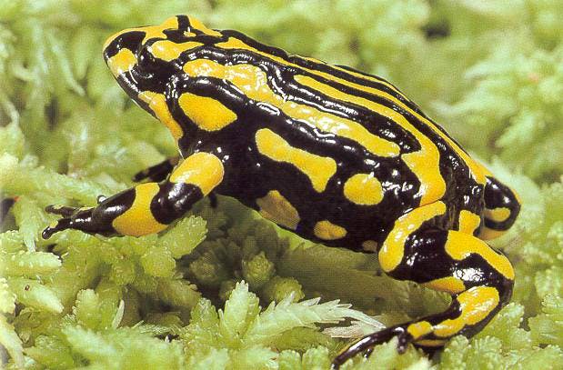 german black rain frog