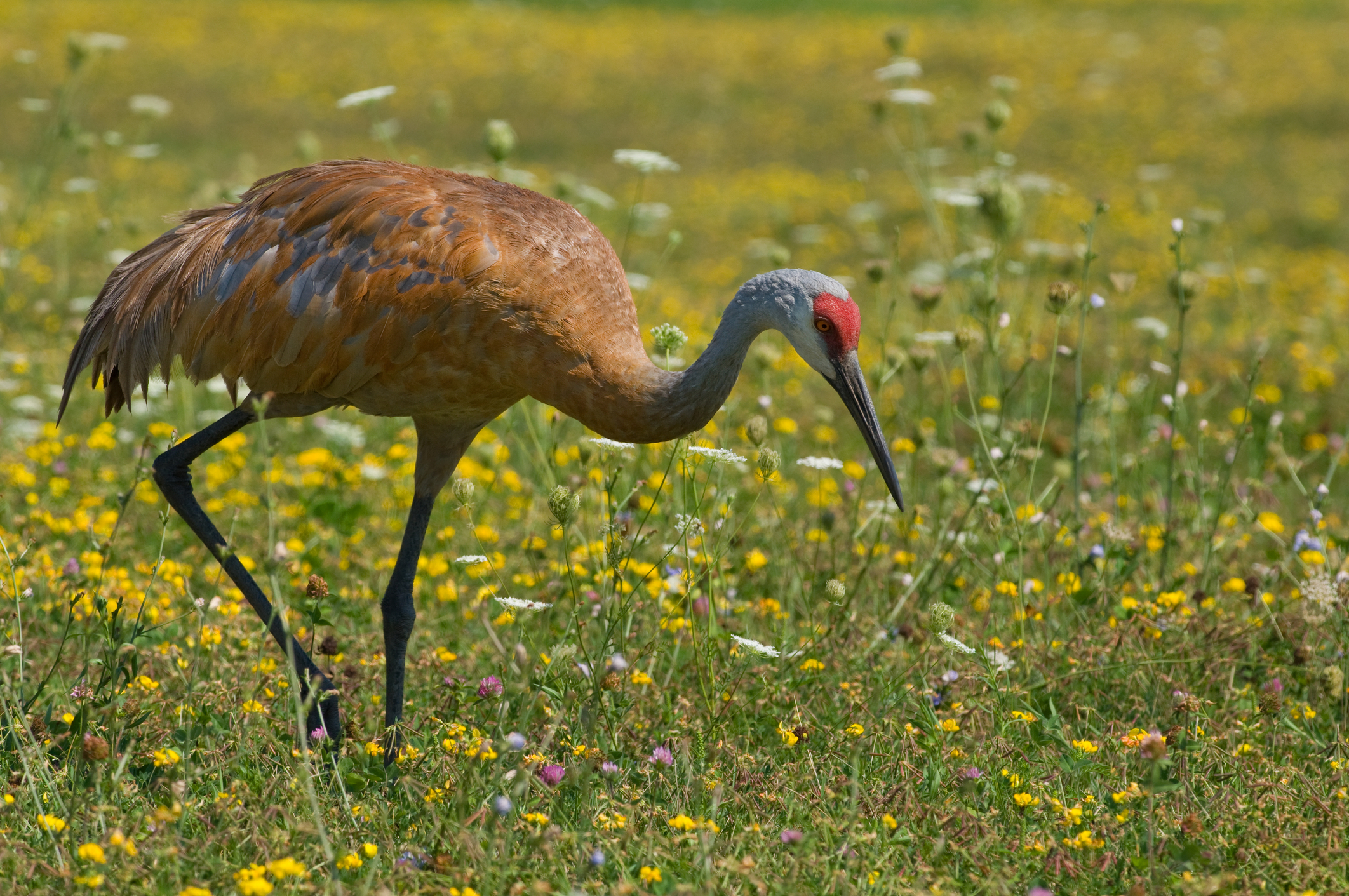 A more ochre colored sandhill crane probing a summer midwestern meadow for food. Image Credit: © Gerald Deboer, Dreamstime.