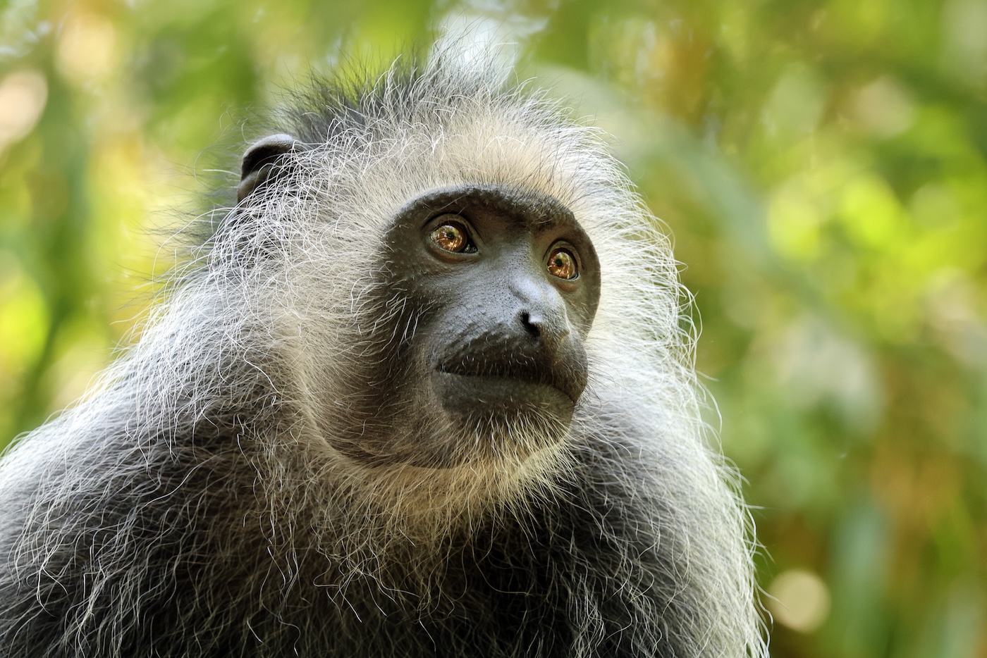 The king colobus monkey (Colobus polykomos). Image credit: © Edwin Butter | Dreamstime