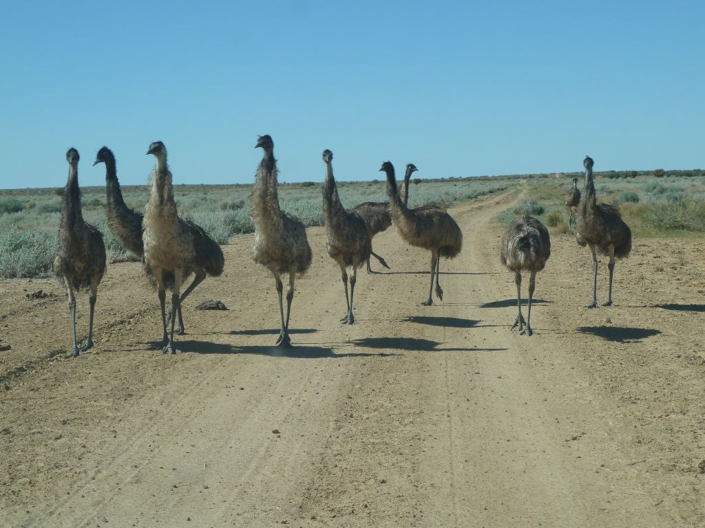 great sandy desert animals