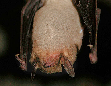 Hibernating gray bat (Myotis grisescens) credit: USFWS/Ann Froschauer