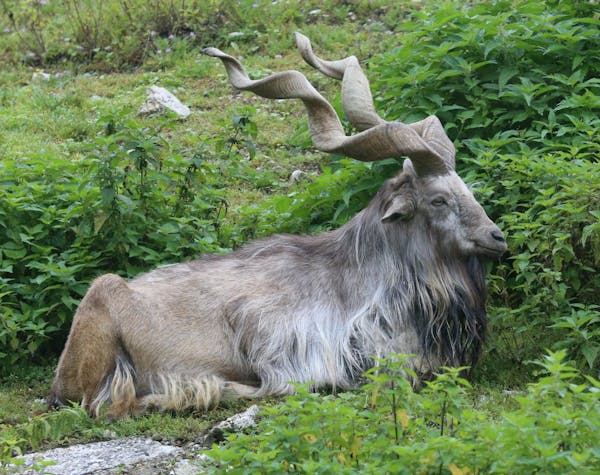 Markhors: magnificent corkscrew horned goats living high in the Himalayas