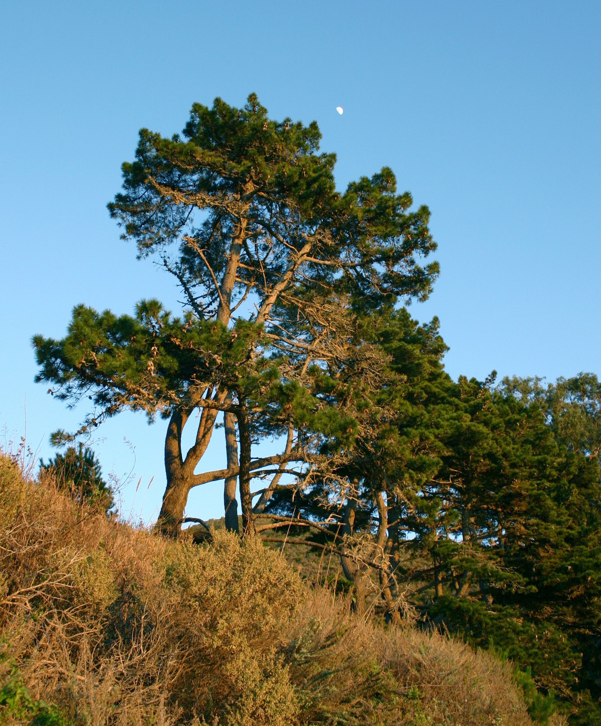 Monterey pine (Pinus radiata). Image credit: Dalveniah on Flickr, CC by SA 2.0
