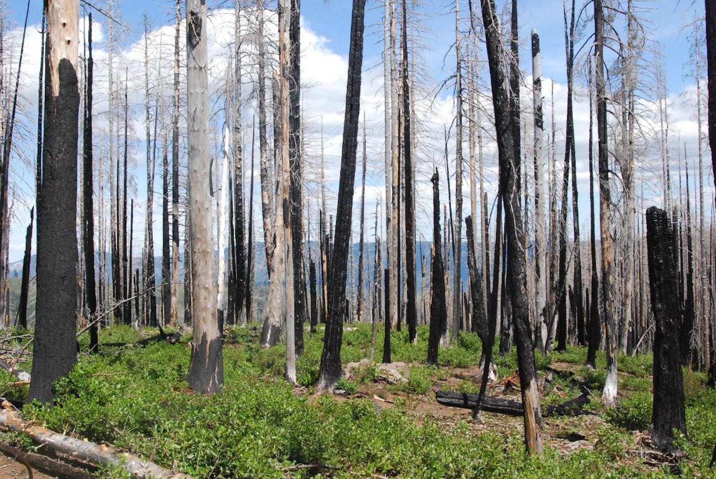 Cascades Mountain Forests & Valleys (NA16)